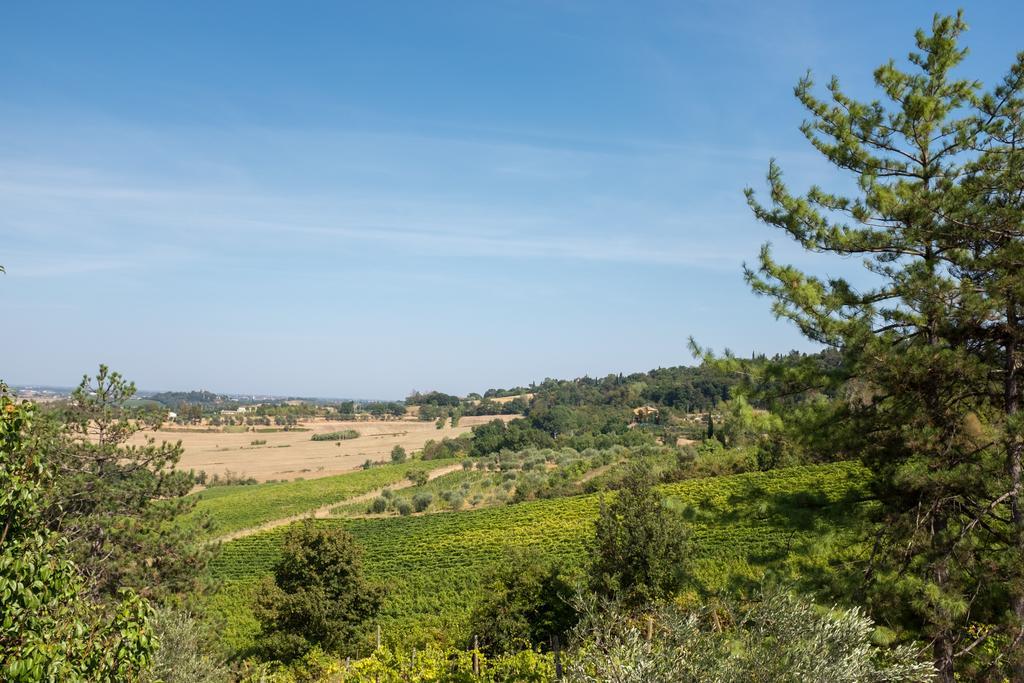Il Vigneto